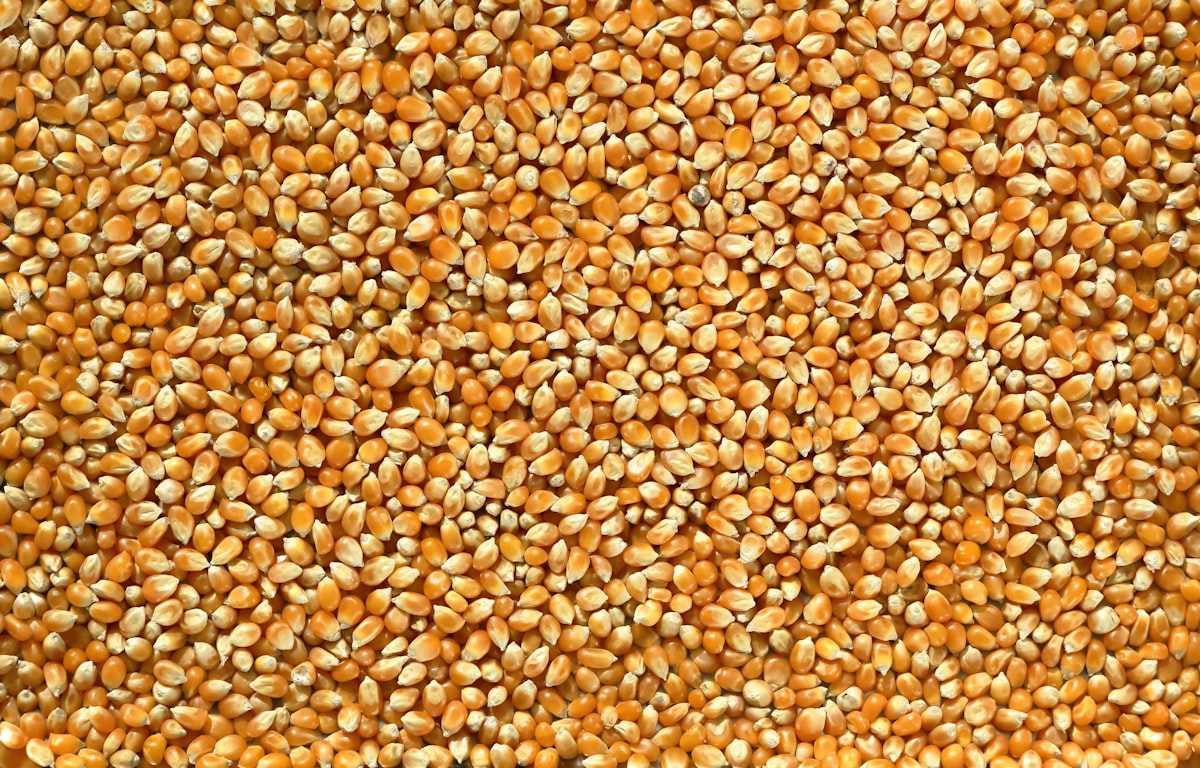 Maize